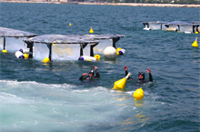 Plastiche in mare: cosa finisce nei nostri piatti e quali effetti sulle biodiversità?